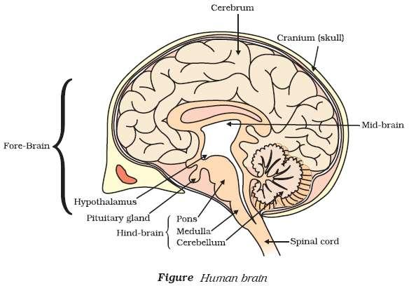 o Mid brain and o Hind brain. FORE BRAIN The fore brain is the main thinking part of the brain. It includes: Cerebrum and Olfactory lobes.