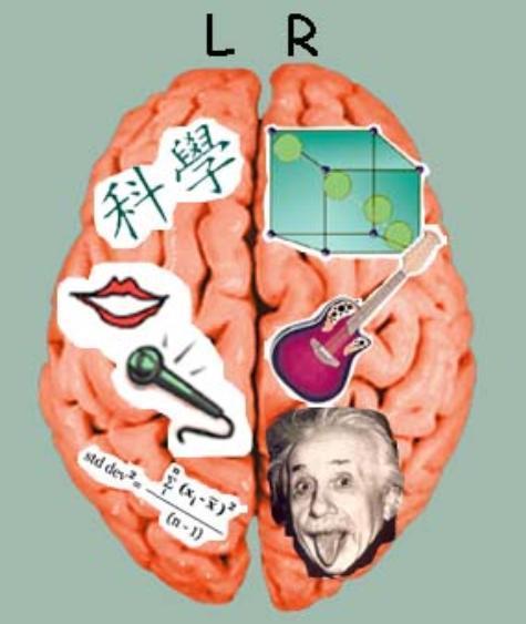 Lateralization of Cortical Function The two hemispheres make distinct contributions to brain function The left hemisphere is more adept at: -language -math