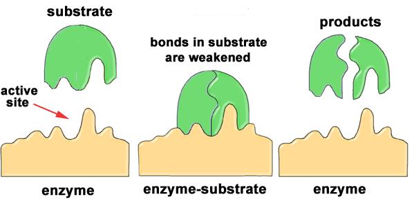 Enzymes Enzymes are organic catalysts, as they speed up and control chemical reactions in living organisms without being changed by the reaction (Taken from: http://waynesword.palomar.edu/molecu1.