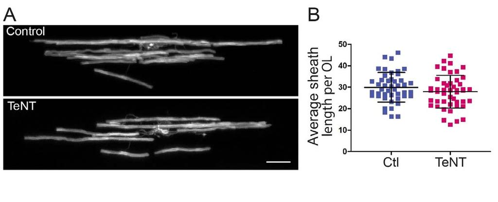 Supplementary Figure 6 Global reduction of synaptic vesicle release does not affect average myelin sheath length.