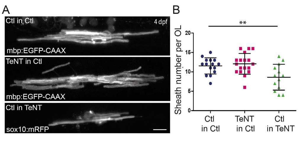 Supplementary Figure 7 TeNT does not function in oligodendrocytes to regulate myelin sheath number.