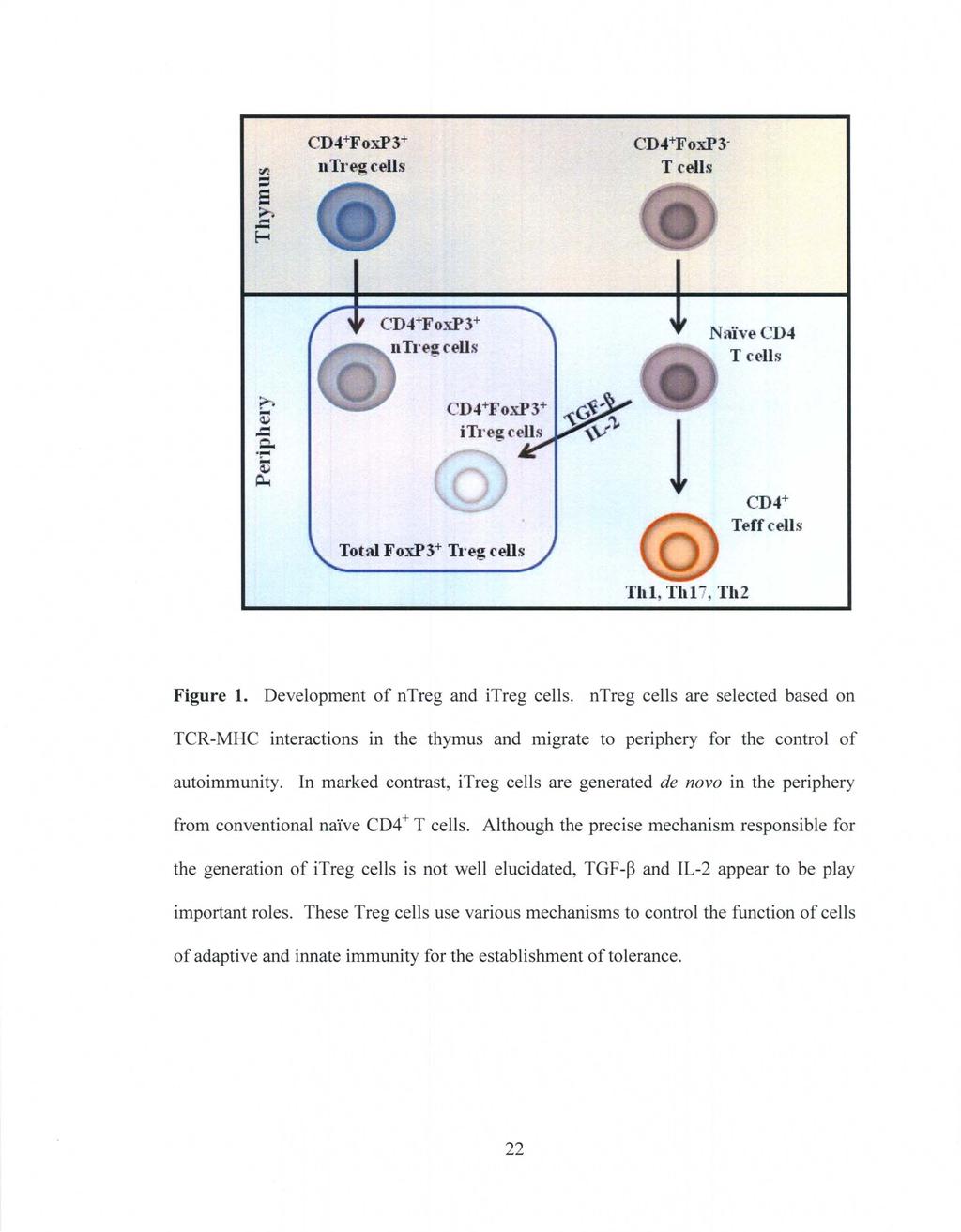 CD4+FoxP3+ II Tl'eg cells CD4+FoxP3- T cells T cells Tot",} FoxP3+ Tl'eg cells! CD4+ Teff cells Tltl, Tb17 TIl2 Figure 1.