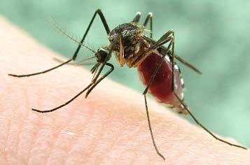 Mosquitoes and the pathogens they transmit are directly impacted by changes in weather and climate All vector-borne pathogens spend a part of their life cycle in