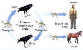 Concluding Thoughts The natural history of mosquito-borne diseases are complex and the interplay of climate, ecology