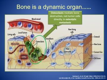 Bone is a dynamic organ Seeman E, et al. N Engl J Med.