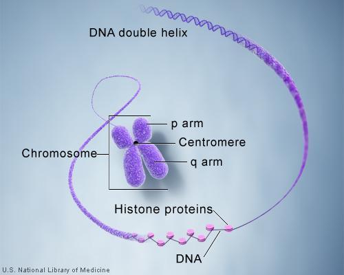 Chromosomes Chromosomes: Genetic information is passed from one generation to the