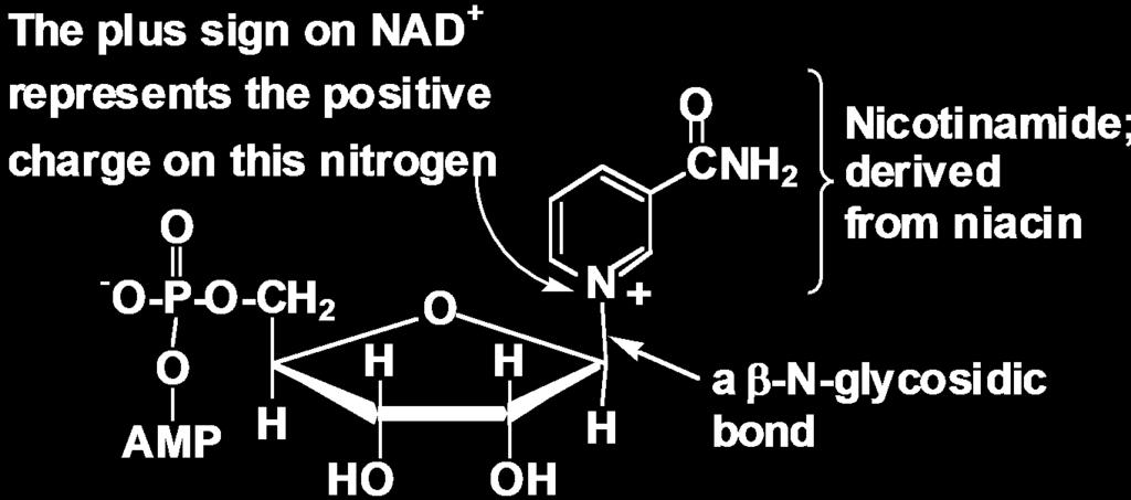 NAD + /NADH Nicotinamide adenine