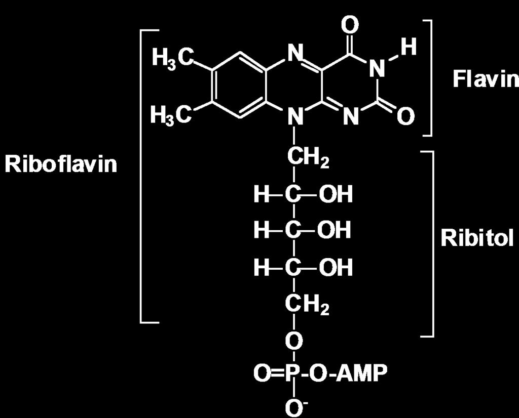 FAD/FADH 2 Flavin adenine dinucleotide