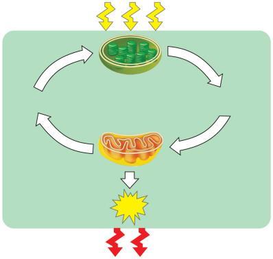 and Kathleen Fitzpatrick Figure 9. CO + H O Light energy ECOSYSTEM Photosynthesis in chloroplasts Cellular respiration in mitochondria Organic O molecules + Concept 9.