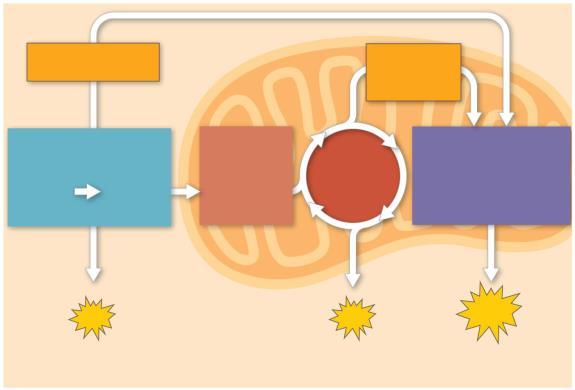 The Stages of Cellular Respiration: A Preview Harvesting of energy from glucose has three stages Figure 9.