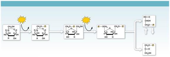 ADP ADP Isomerase 5 Hexokinase Phosphogluco- Phospho- Aldolase isomerase fructokinase Dihydroxyacetone 1 4 phosphate (DHAP) 3 NAD + + 4 e