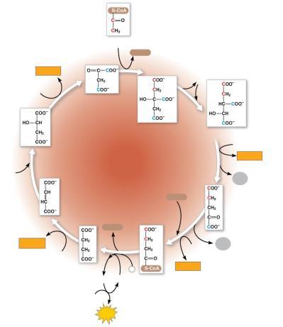 ADP + P i CO 3 NAD + 3 NADH + 3 The citric acid cycle has eight steps, each catalyzed by a specific enzyme The acetyl group of acetyl CoA joins the cycle by combining with oxaloacetate, forming