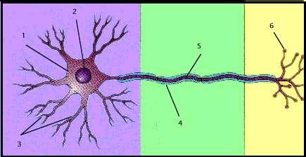 The Neuron 1. Cell body 2. Nucleus 3.
