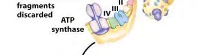 phosphorylation have been learned from studying the