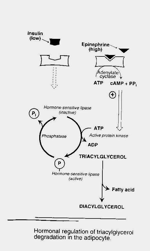 The release of metabolic energy, in the form of FAs, is controlled by a complex series of interrelated cascades that result in the activation of hormone-sensitive lipase The stimulus to