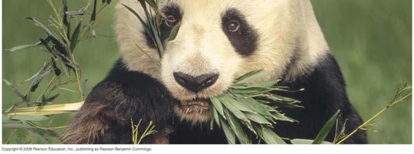 the giant panda, obtain energy by eating plants,