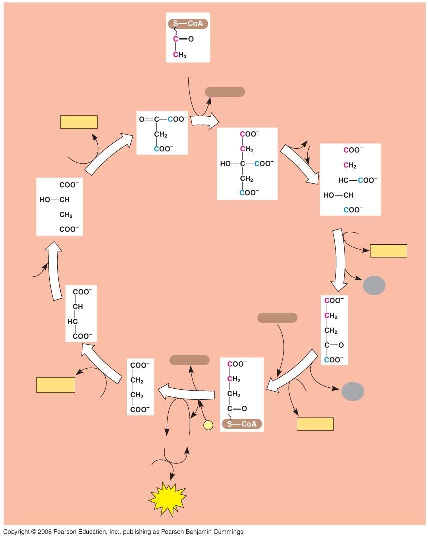 Fig. 9-12-8 Acetyl CoA CoA SH NADH +H + 1 H 2 O NAD + 8 Oxaloacetate 2 H 2 O 7 Malate Citric acid cycle Citrate Isocitrate NAD + 3 CO