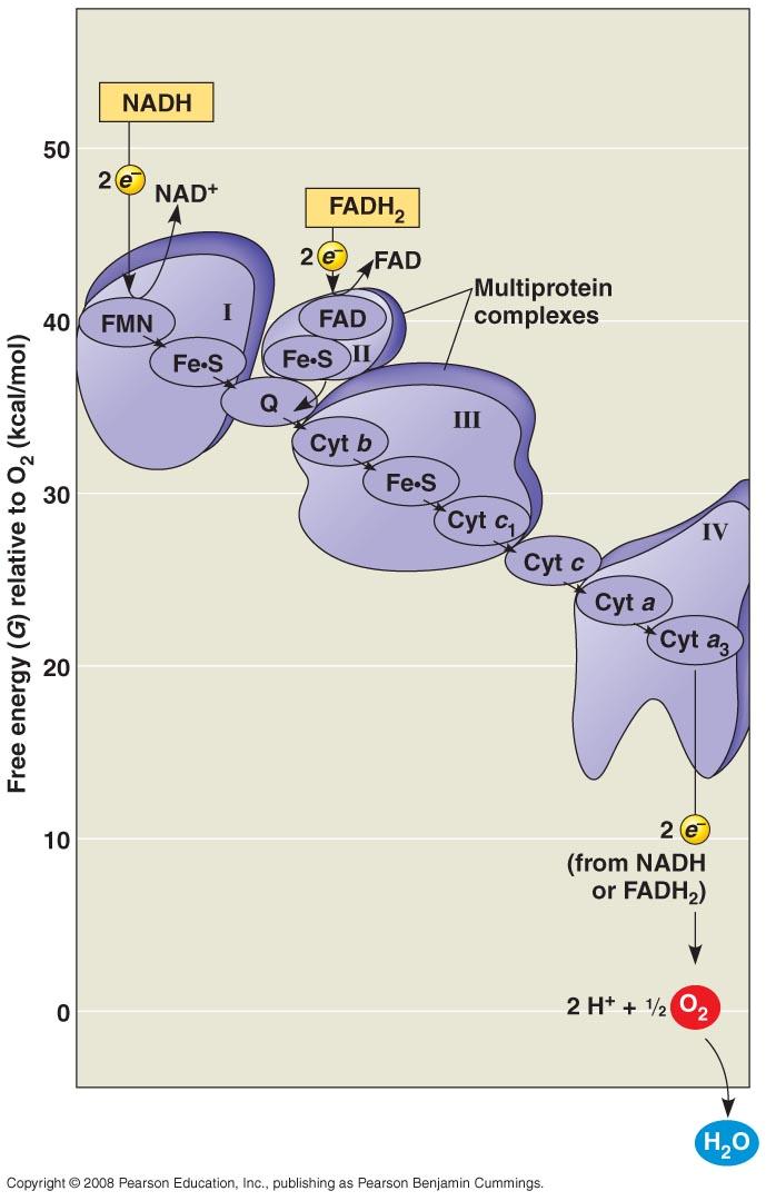 Fig. 9-13 NADH 50 2 e NAD + FADH 2 40 FMN Fe S Ι e 2 FAD FAD Fe S ΙΙ Multiprotein complexes Q Cyt b