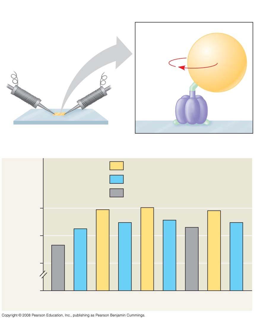 Fig. 9-15 EXPERIMENT The rotation of the internal rod in ATP synthase is responsible for ATP synthesis Magnetic bead Electromagnet Sample Internal rod