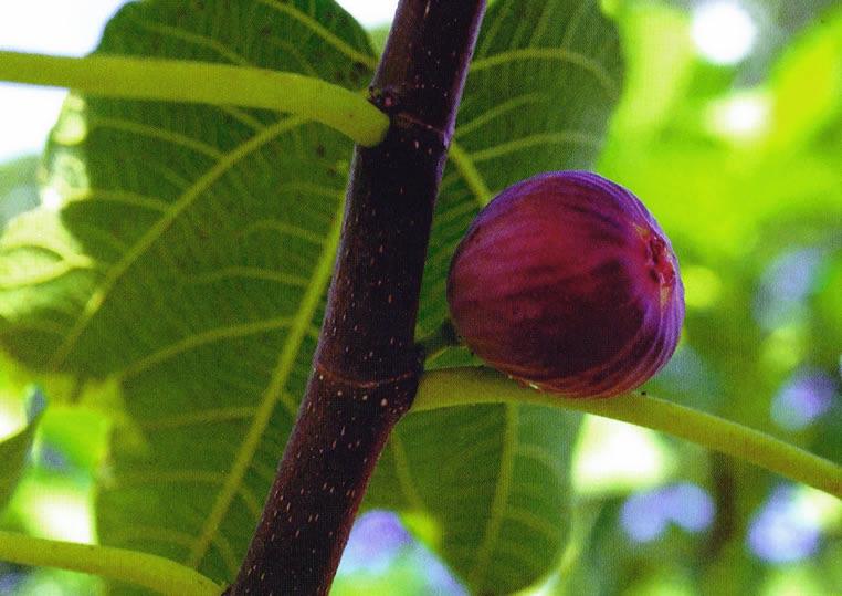NATURAL GEL OF FIG Ficus carica Fig is coming from Persian and Minor Asia. It grows in wild state all around the mediteranean area to Canaries. Fig is a tree which can reach 10 meters high.