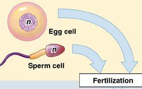 Reproduction Sperm