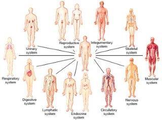 Human Body Systems: All of