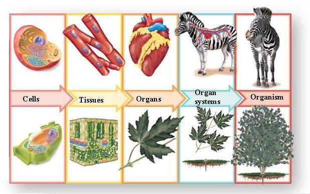 Levels of Organization The levels of organization in a multicellular organism include cells, tissues, organs, and organ systems.