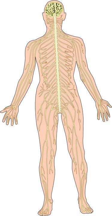 Nervous System Function: Recognizes and coordinates the body s