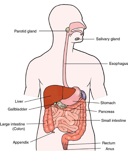 Digestive System Function: Converts foods into simpler molecules that