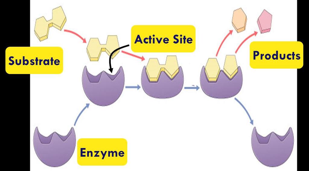 Enzymes Enzymes are also called catalysts - they speed up chemical reactions & reduces activation energy.