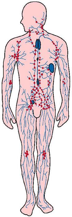 Lymphatic/Immune System Function: Helps protect the body from disease;