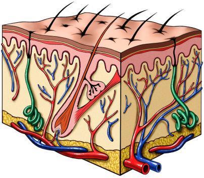 Integumentary System Function: Serves as a barrier against infection and injury; helps to regulate