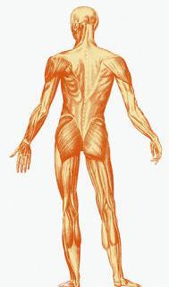 Muscular System Function: Works with the skeletal system to produce voluntary