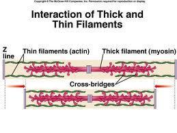 Muscle Filament 2 Types: Thin (actin) and Thick (myosin) Sliding