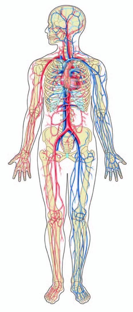 Circulatory System Function: Brings oxygen, nutrients, and hormones to