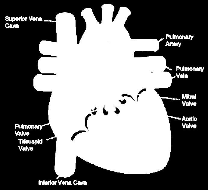 What is the difference between the atrium and the ventricle? Atrium: Upper chamber which receives blood. Ventricle: Lower chamber which pumps blood out of the heart. List the 3 types of blood vessels.
