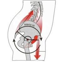 Mobility Considerations Myofascial restrictions of the TFL, Quad, Adductor Limited ROM: Hip