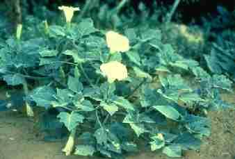 Plants which are not eaten by goat and cattle.eg. Adathoda vasica.