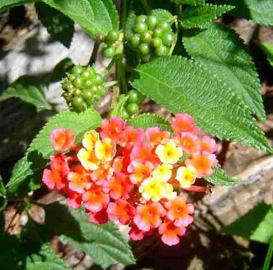 Lantana camara. Family : Verbenaceae. Grown as a shrub.