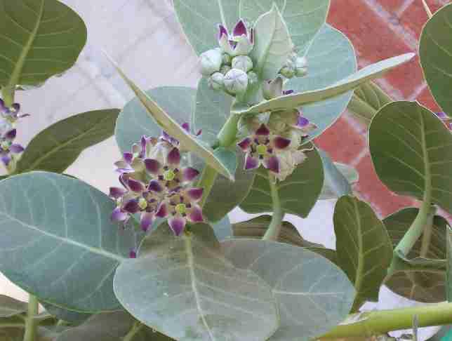 Calotropis gigantia. Family : Asclepidaceae. Ever green shrub. Seen throughout India.