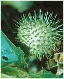 Datura metal. Family: Solanaceae. Seen in tropical areas of India. Poisonous parts All parts.