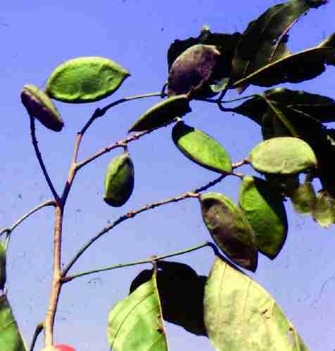 Pongamia pinnata. Family: Papilionaceae.