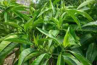 Adathoda vasica. Family: Acanthaceae. Ever green shrub.