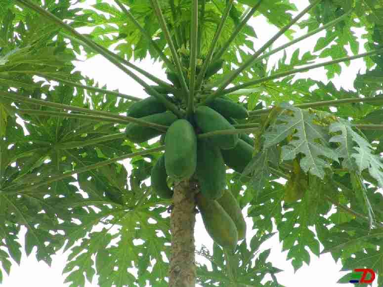Carica papaya. Family: Caricaceae.