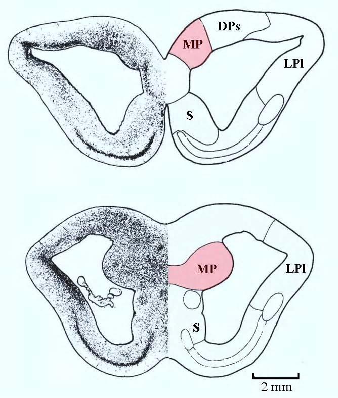 MP = medial pallium DP = dorsal pallium LP = lateral pallium (olfactory cortex) S = septal area Fig 28-3 Endbrain of a shark: the spiny dogfish Courtesy of MIT Press.