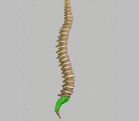 Unit 1: Normal Spine Anatomy Lumbar (Refer fig. 4) (Fig. 4) Sacrum (Refer fig. 5) (Fig. 5) Coccyx (Refer fig. 6) (Fig.