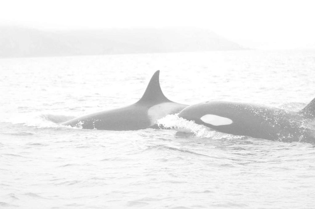 Barrett-Lennard, L. G. et al. 1996. The mixed blessing of echolocation: differences in sonar use by fish-eating and mammal-eating killer whales. Animal Behaviour 51: 553-565. Evans, W. E. et al. 1988.