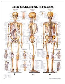 The Skeletal System The skeletal system, or skeleton is a framework of bones designed for Five important functions: Protect organs and soft tissues To give support to soft tissues To