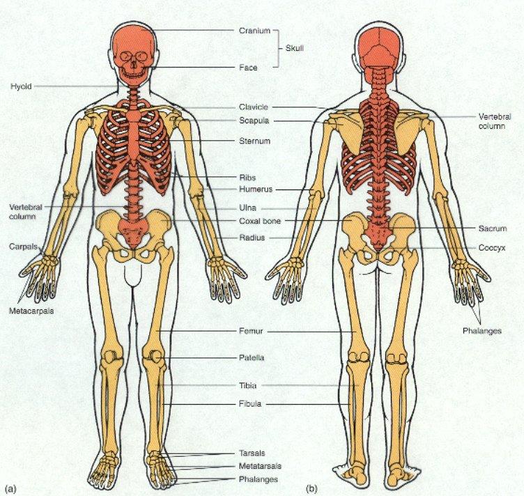 The skeletal System The second part of the Skeletal System is the Appendicular