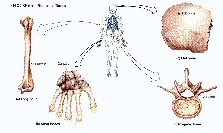 - Bones The body contains 206 bones, which are all classified by